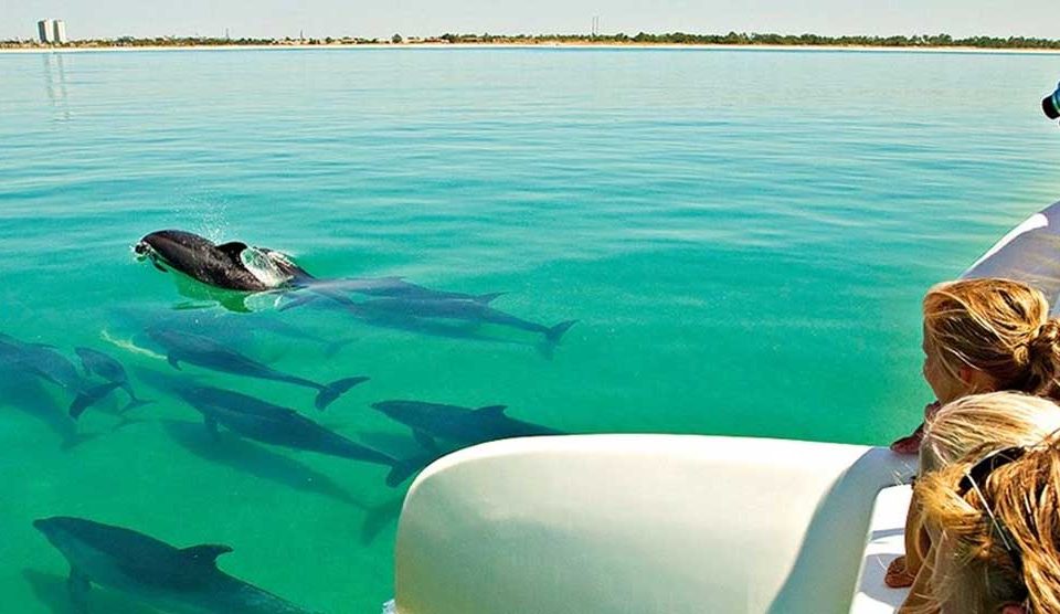 Dolphins | Unique Comporta