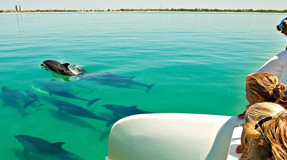 Dolphins | Unique Comporta