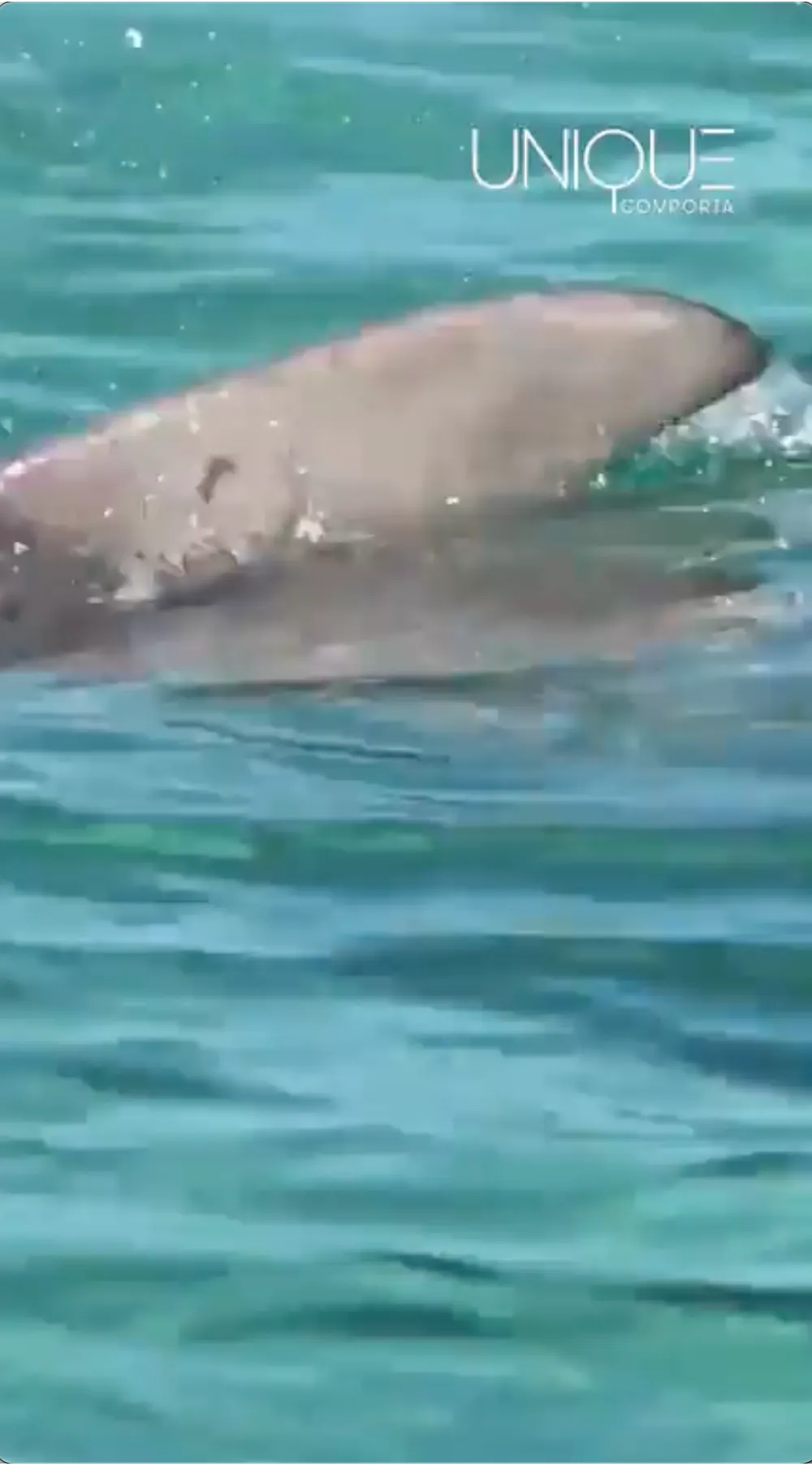 Dolphin sighting from yacht in Comporta